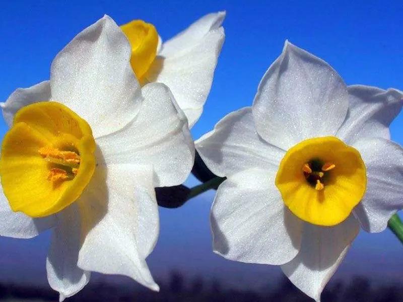 国色天香秀色可餐的美女 (秀色可餐与国色天香)