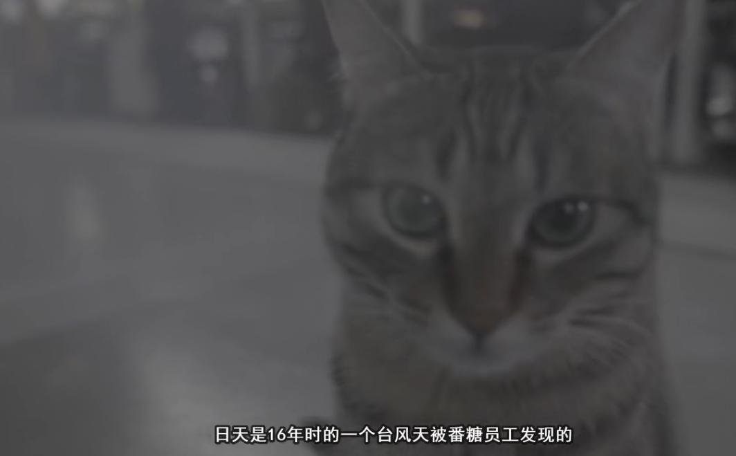 历时两年开发公测终定档，这款吸猫向手游有可能实现逆袭吗？