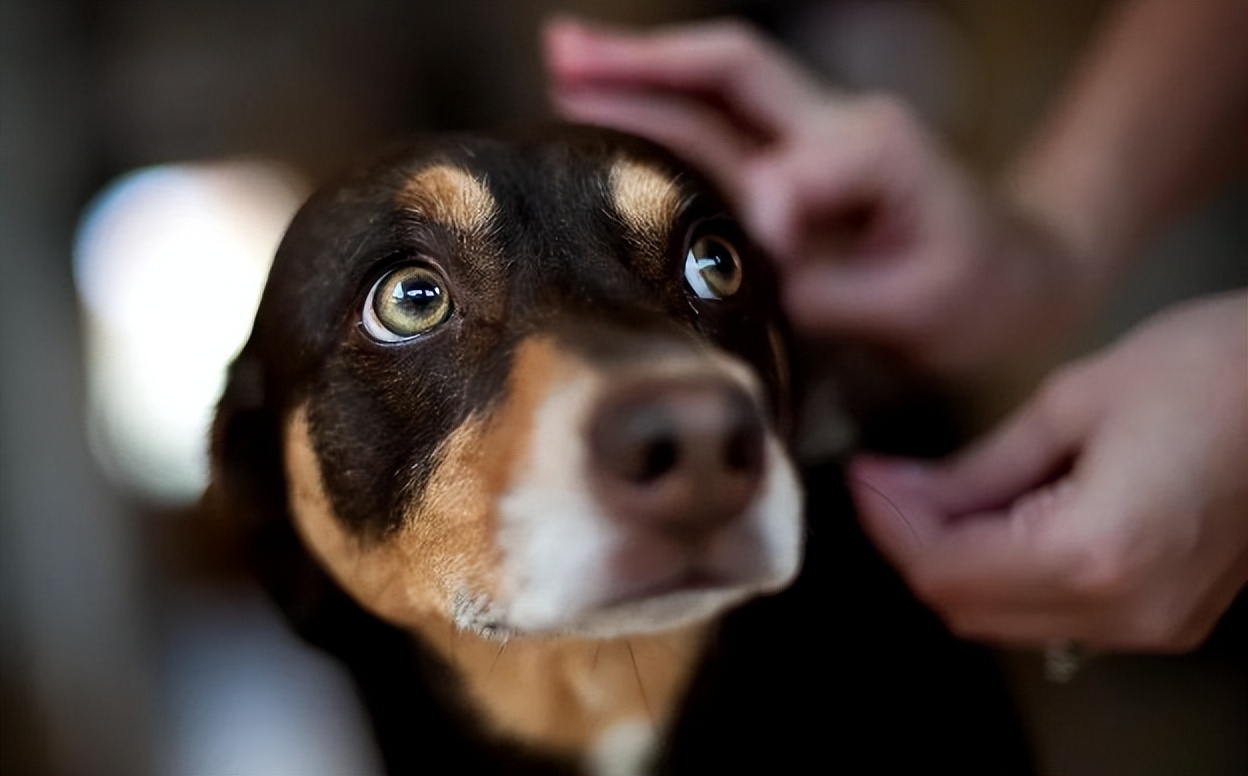 当心蜱虫,蜱虫该怎么避免