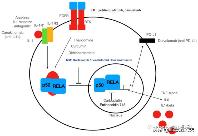 深度解析nfc,nf-rb信号通路