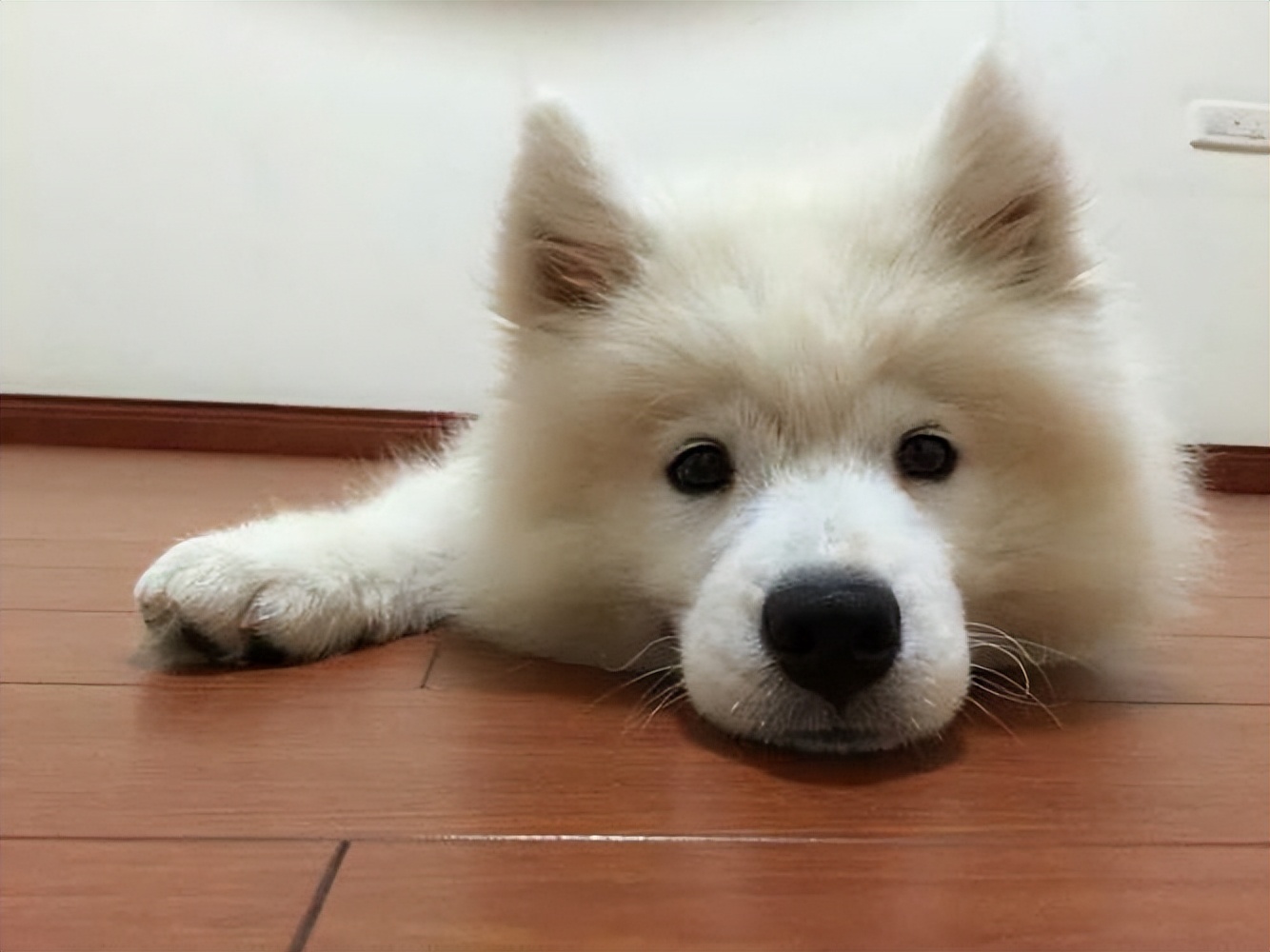 萨摩耶身体出现问题有哪些表现,有什么特征的萨摩不纯