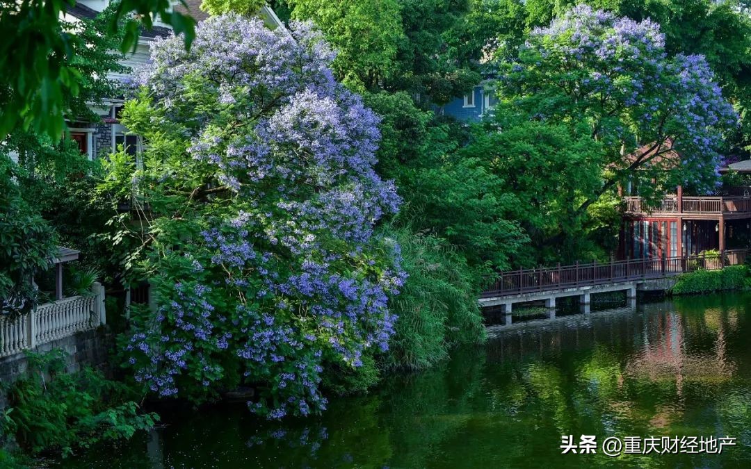 从*旗国**手到保安，我与香樟林守望20年