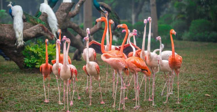 住野趣C位-广州长隆酒店！含高级客房+童趣乐园+广州长隆园区门票