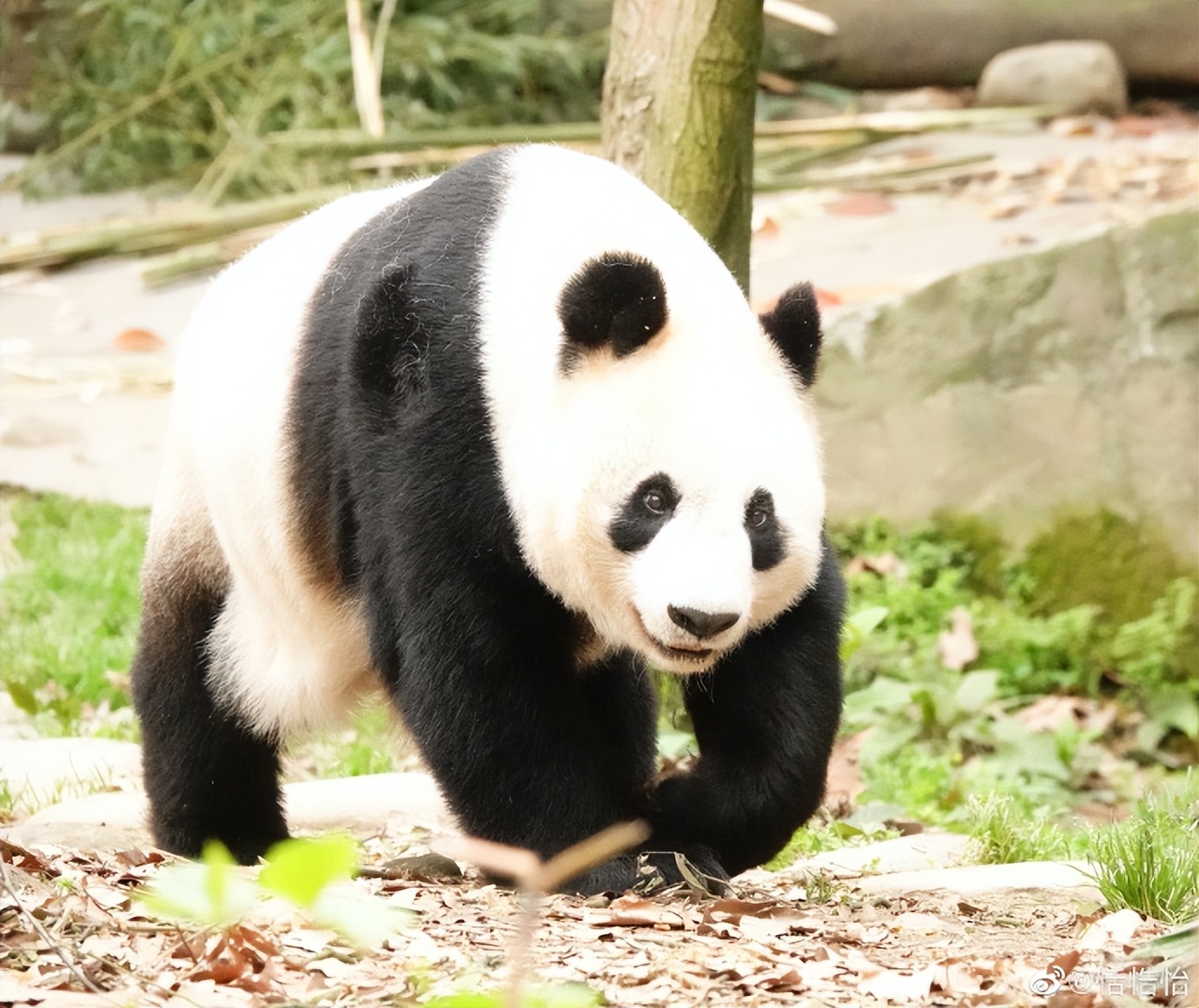 不高的高高和他不白的老婆白云——91年出生的童颜女神大熊猫白云