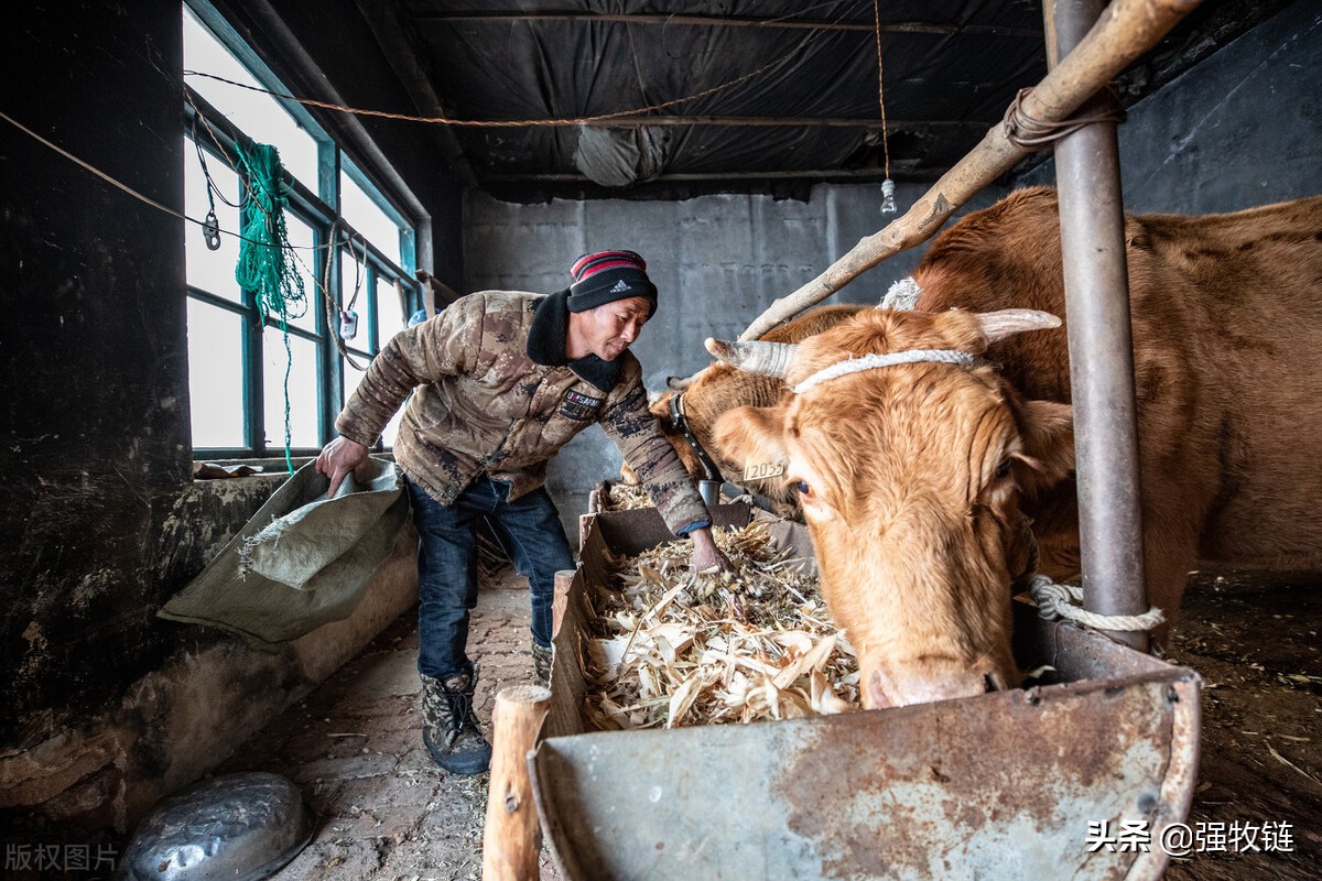 牛突然不站什么原因,牛十多天了不反刍怎么治疗