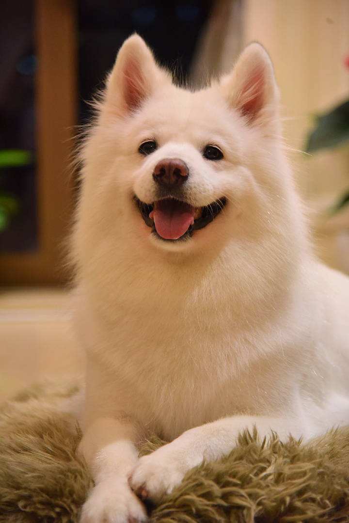 十二星座最像什么狗狗,12星座命中注定的狗狗