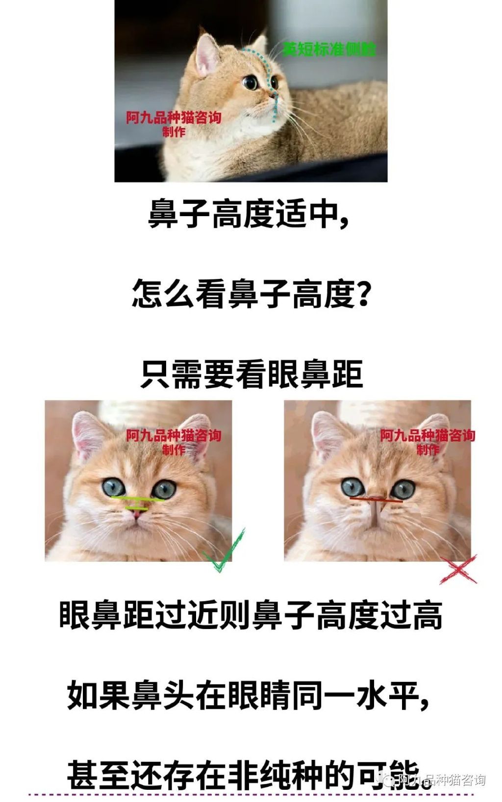 长毛银渐层幼崽的鼻头是黑的,银渐层幼崽眼睛是蓝色