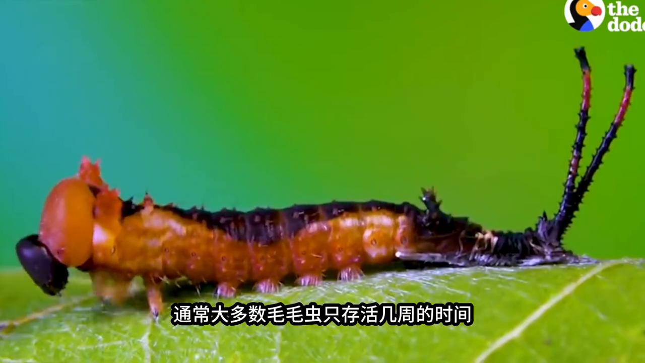 蛾的幼虫是什么样的,那些美丽的蛾类昆虫