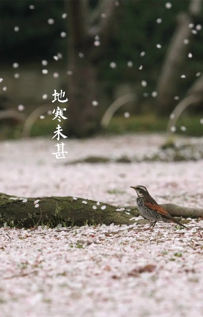 优美散文聆听岁月的心语,散文岁月回首