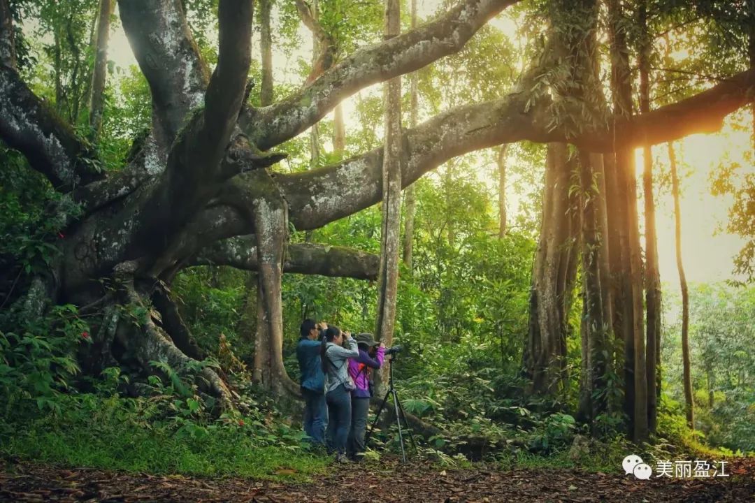 云南四月各地泼水节狂欢全攻略,2023年什么时候开始过泼水节