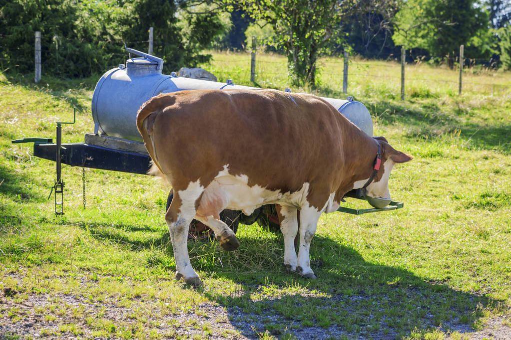今日牛价最新价格表西门塔尔,最新牛价西门塔尔牛