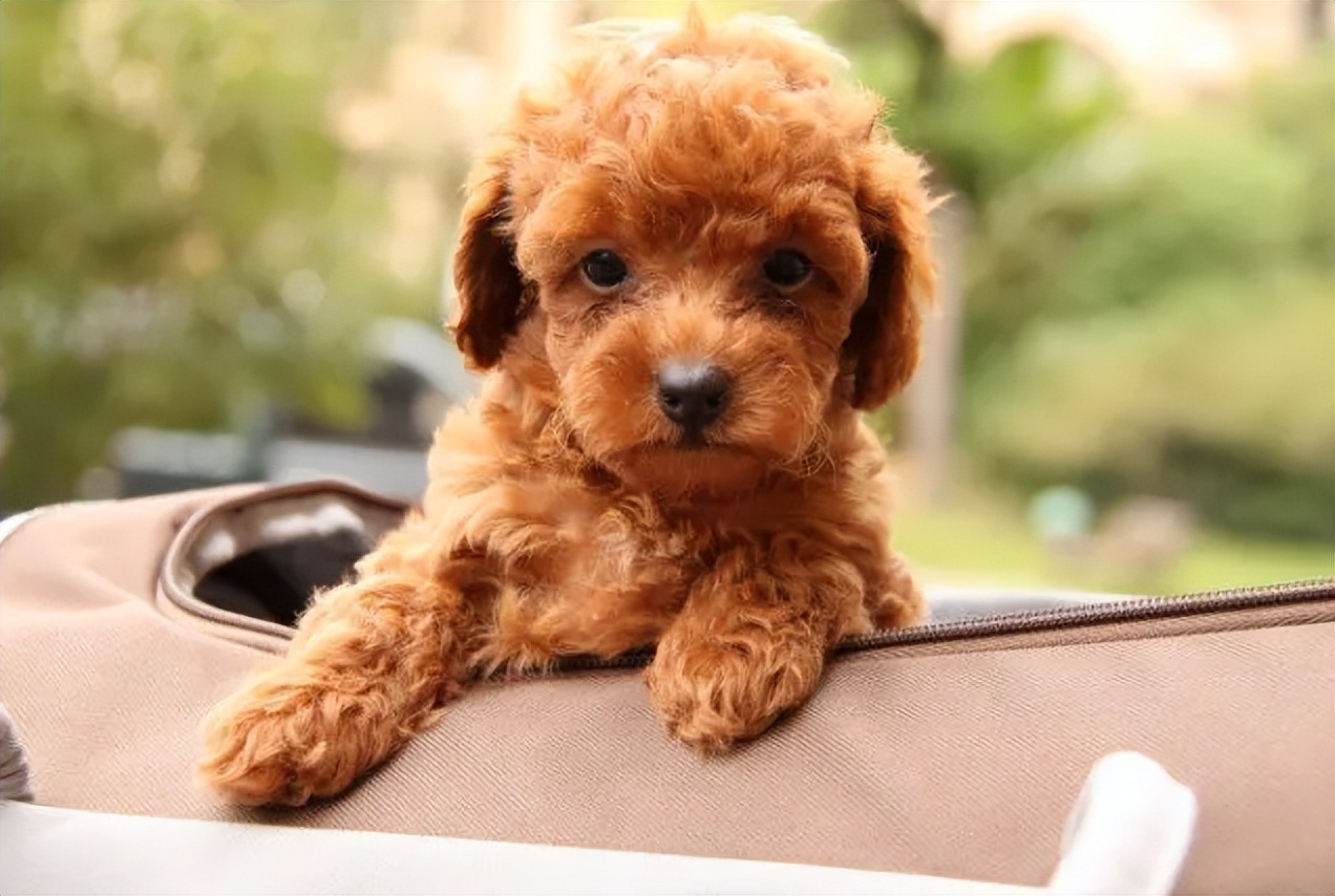 幼犬怎么喂养视频教程,幼犬到底该怎么养