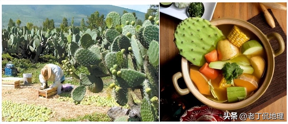 墨西哥2018年世界杯之旅,世界杯墨西哥特辑