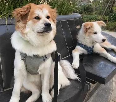 没有责任心？公狗从不抚养自己的“骨肉”，其实有这些原因