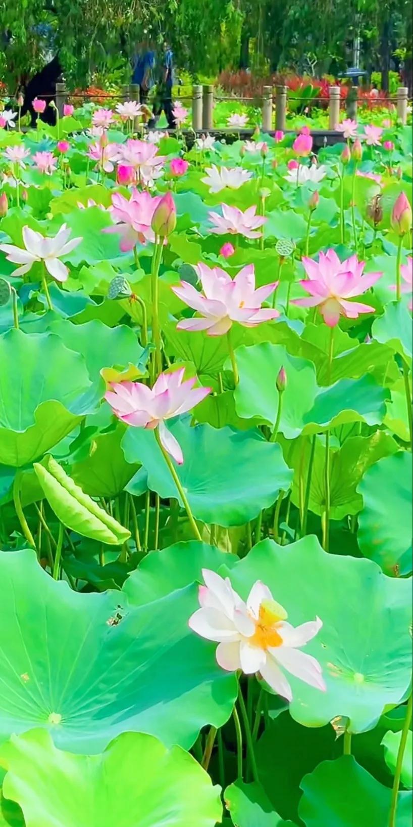 荷出淤泥而不染荷花仙子唯美溶图,夏日荷韵荷花图片