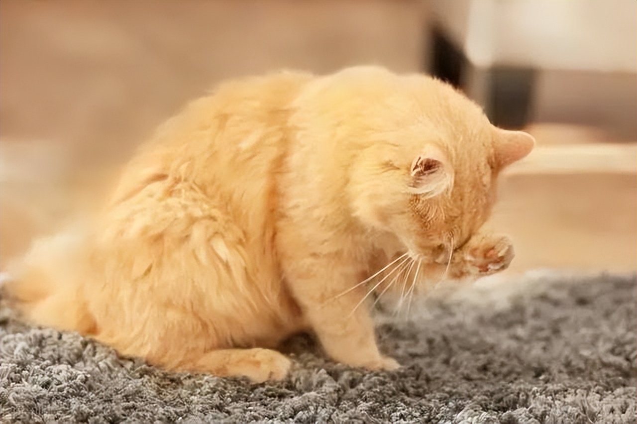 把猫咪关笼子里2个月,把猫咪关外面一晚上冻死了