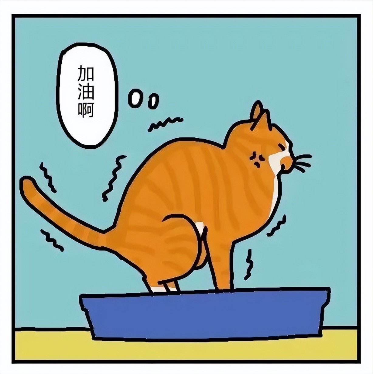 猫猫便血过后拉不出来了,猫猫便血是感染弓形虫了吗