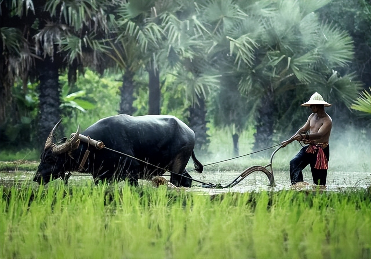 印度牛粪饼网上热销一度卖到断货,印度的牛粪饼是干什么用的