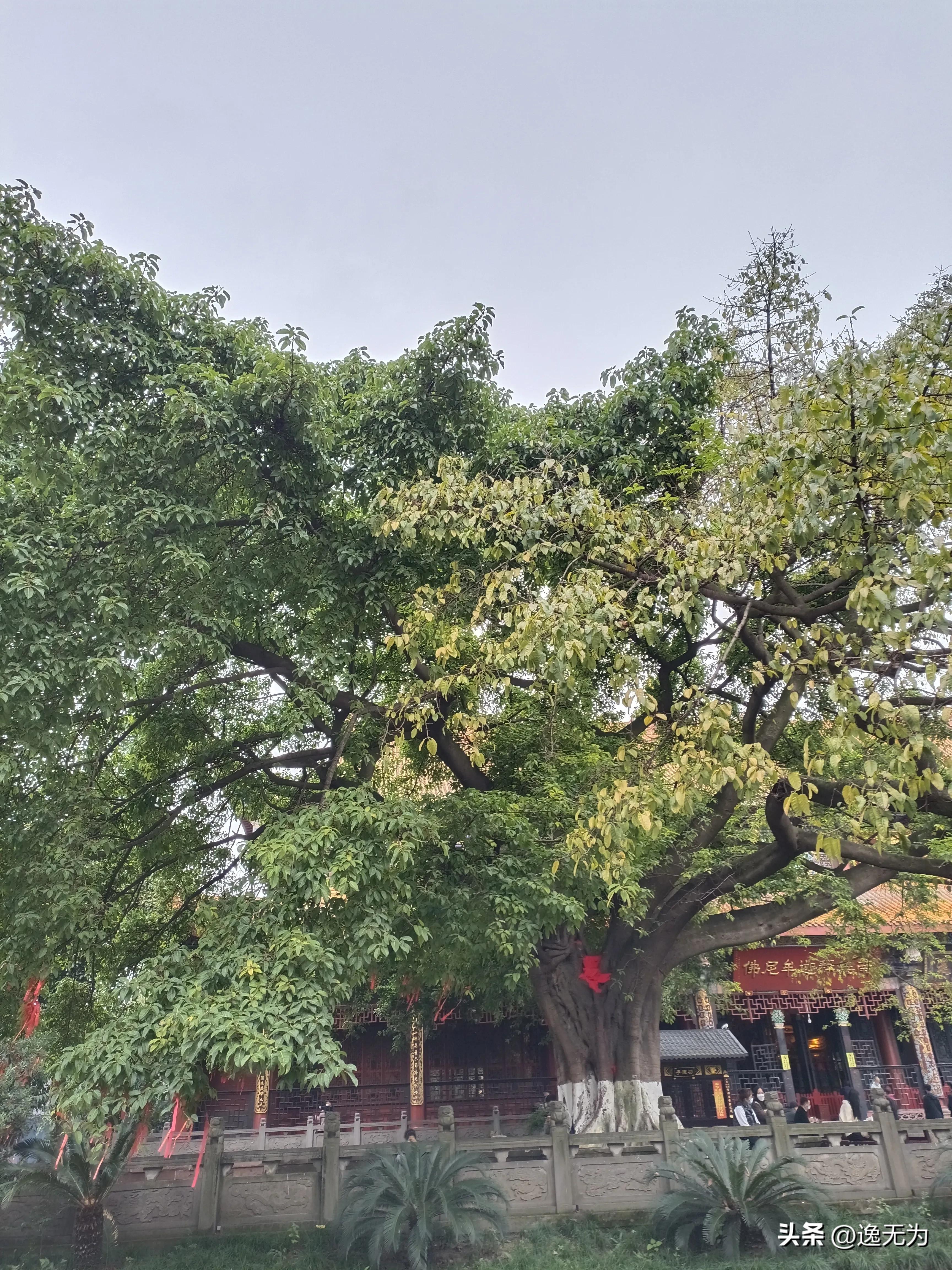 成都一眼穿越千年古寺,成都最好的千年寺