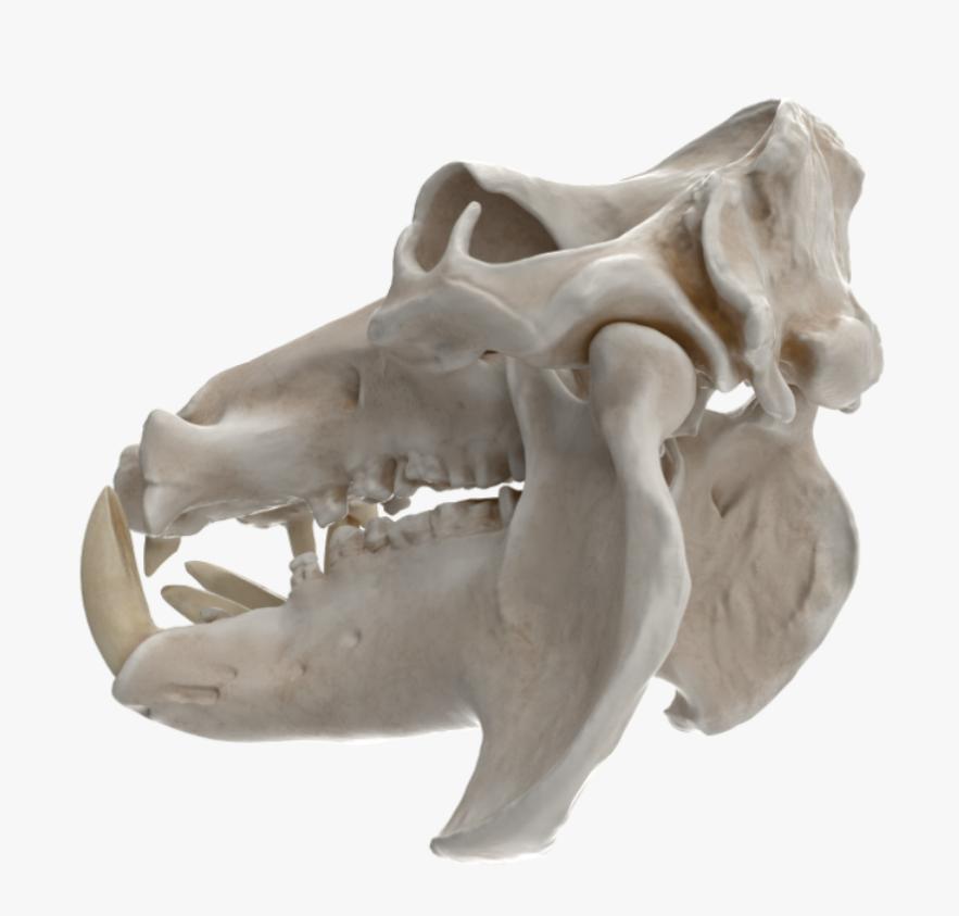 河马粪便致上万条鱼死亡,河马被粪便憋死