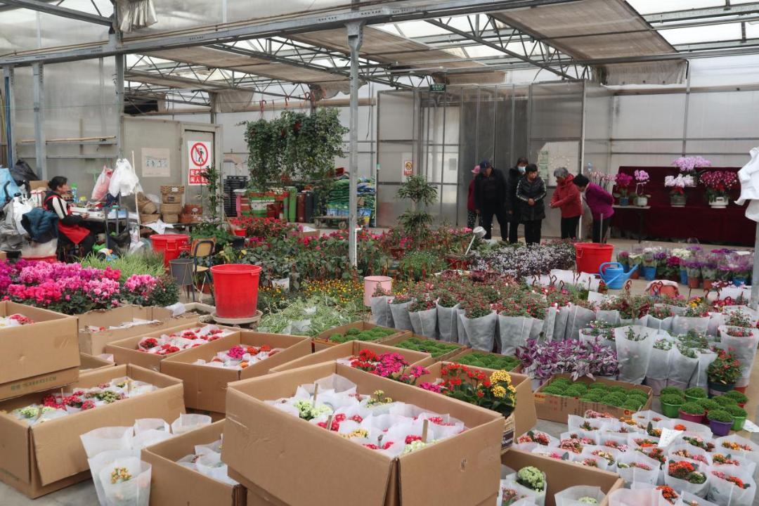 经营面积再增加1万平方米！北京唯一一家绿植花卉分拨中心又有新动作