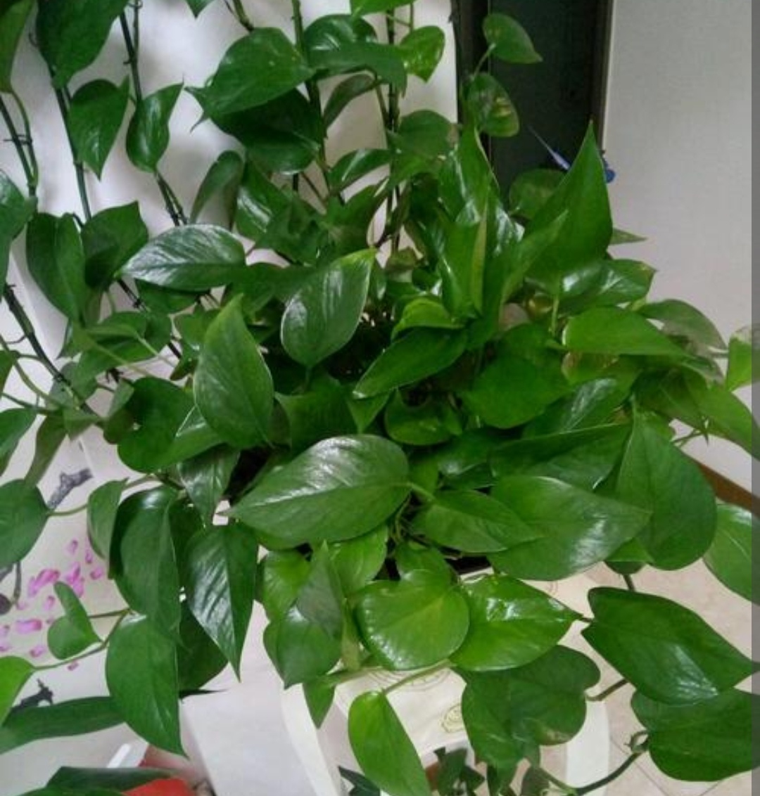 绿萝疯长,绿萝生长更快满屋绿油油