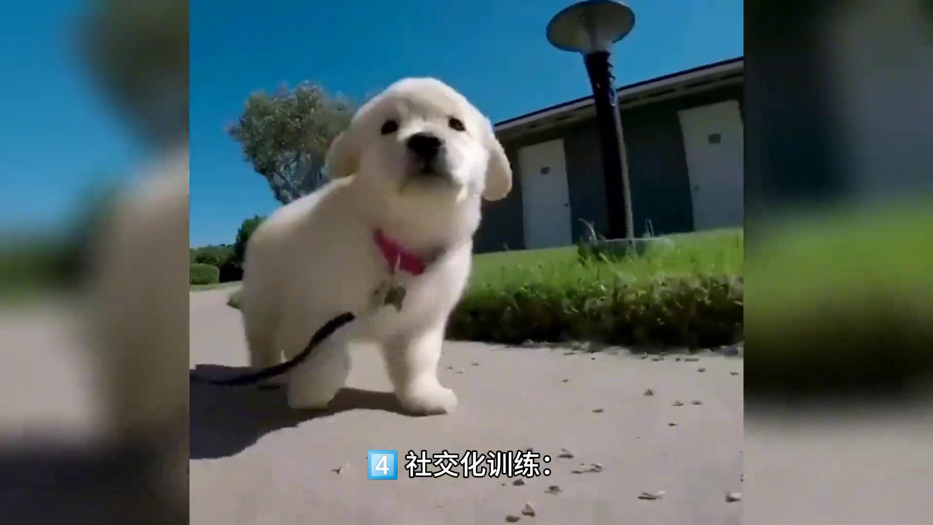 金毛狗不听话只需一招,金毛怎么训练不听话怎么惩罚