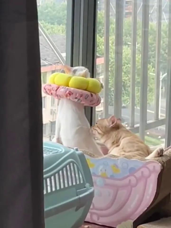 70万网友在线围观我家猫猫“搞黄色”：越看越上头，越看越变态