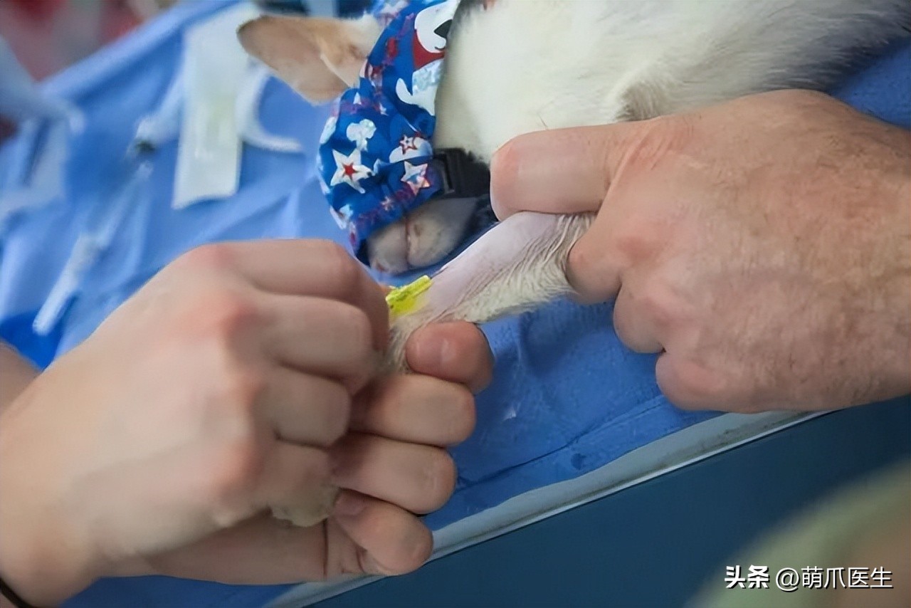 有的猫身体很软有的猫就硬,有的猫就是天生的坏种