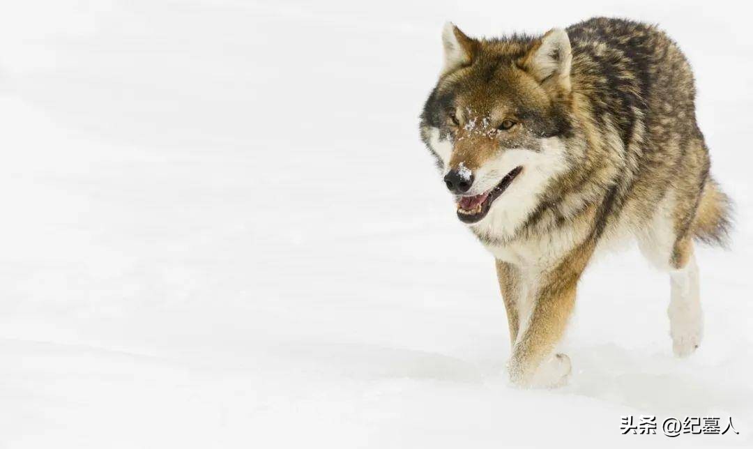 64年勘测队遭遇凶猛狼群，战士心软投喂食物，头狼带群狼前来报恩