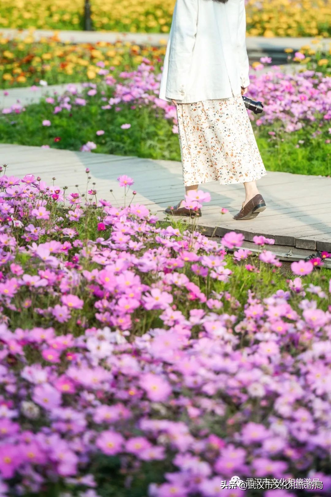 汉口江滩即将迎来百亩花田花海,汉口江滩紫色花海