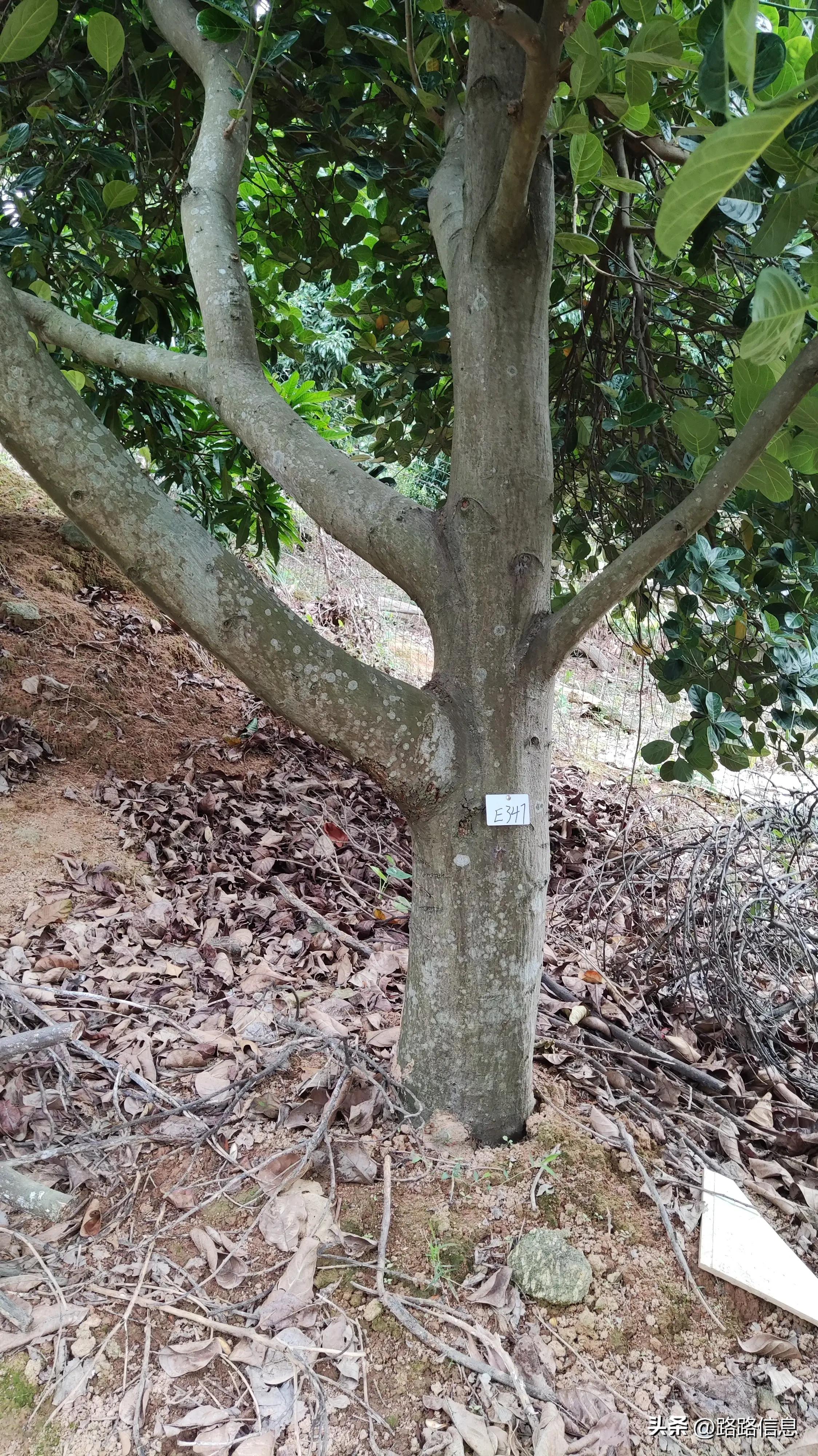 佛穗莞城际陈家林站,穗莞佛城轨陈家林站