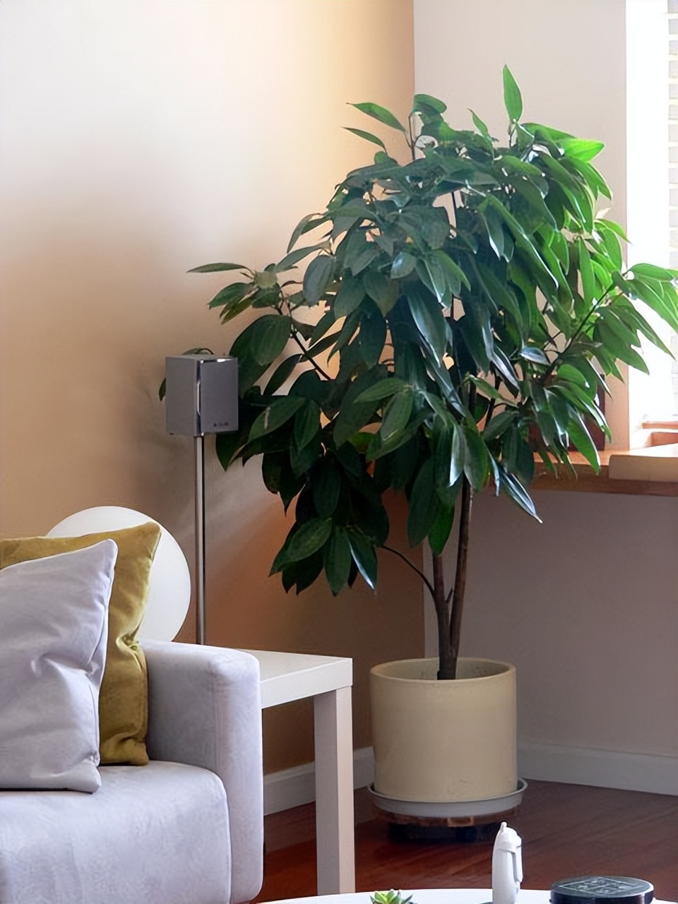 老人说，客厅见树，10家有9富，说得是真的吗？推荐9种吉祥树