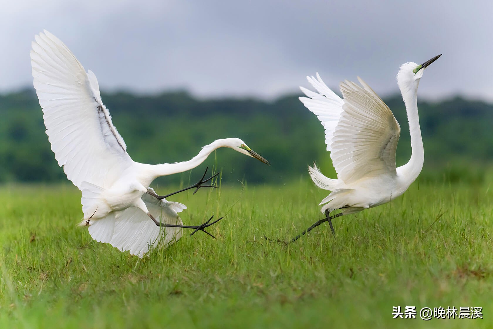 绿色季节：非洲野生动物的光荣照片