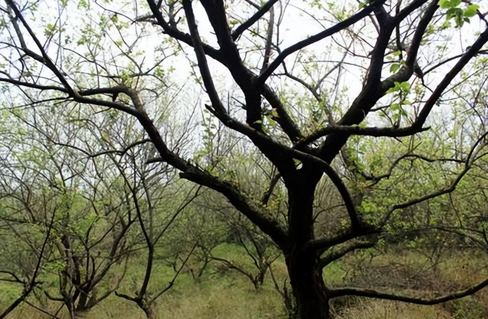 周星驰创意插画,周星驰经典作品插画