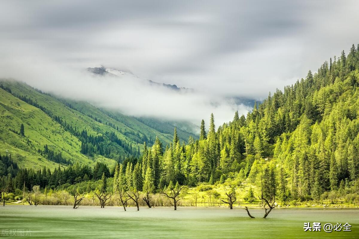 最新林木良种名单图片,林木良种国家认定