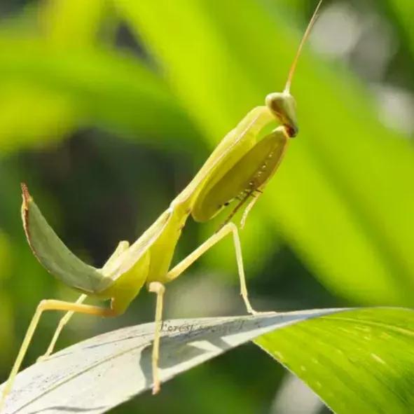 螳螂吃掉自己丈夫的头,螳螂为什么吃掉配偶螳螂吃蛇
