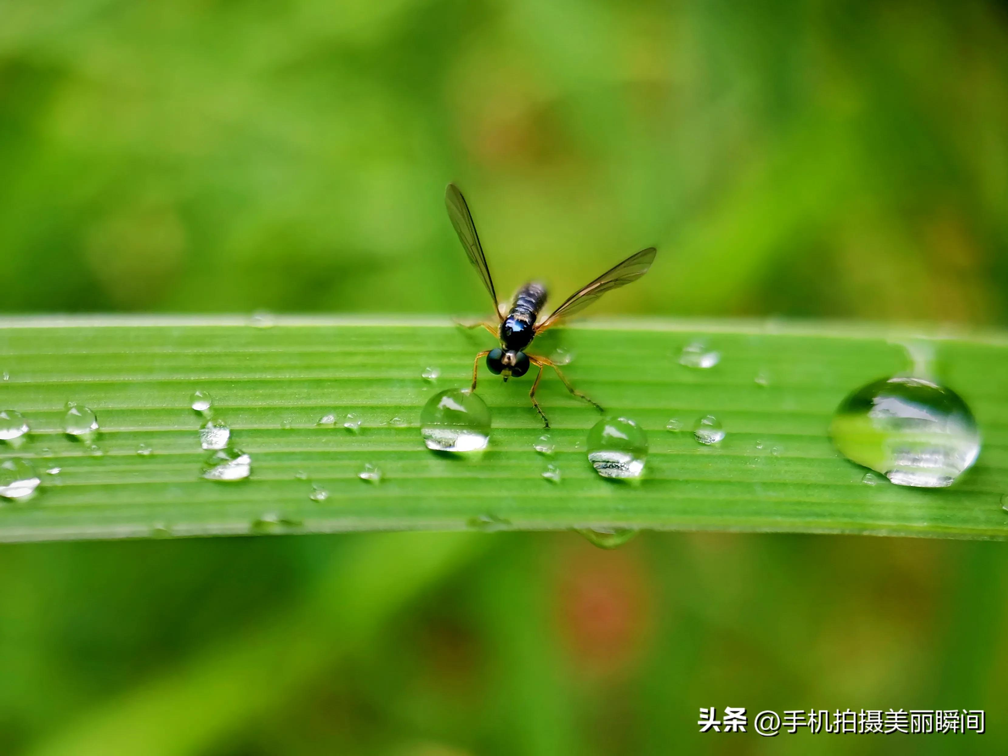 手机与胶片摄影作品,盛夏手机摄影作品欣赏
