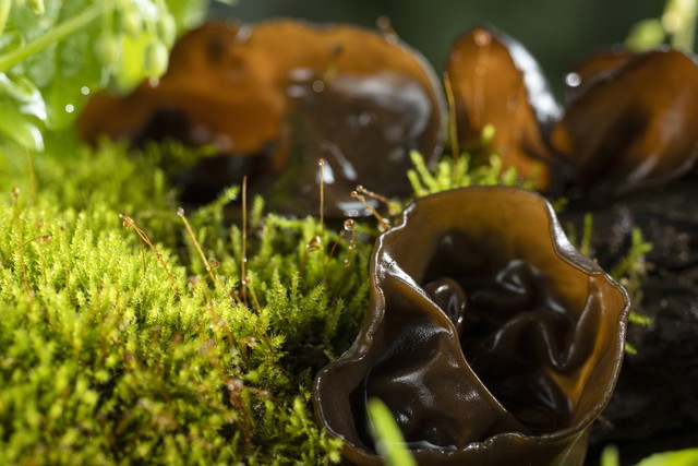 山货怎么赚钱,农村山货怎么赚钱