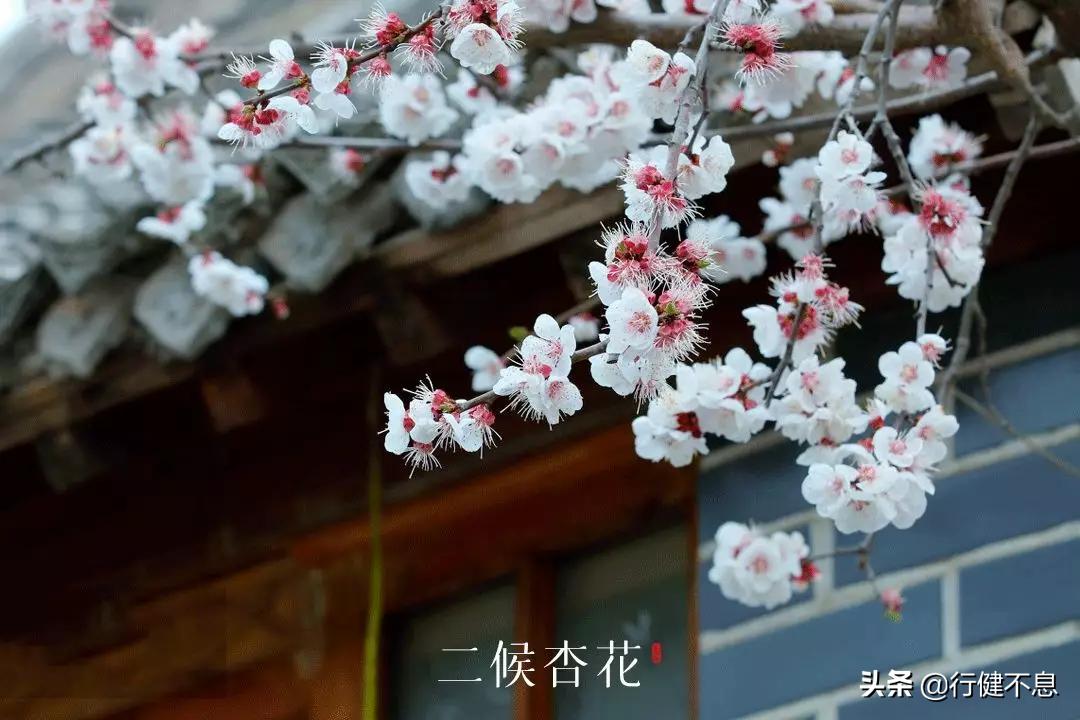 一枝红杏出墙来诗词图片,8首歌咏杏花唯美古诗词