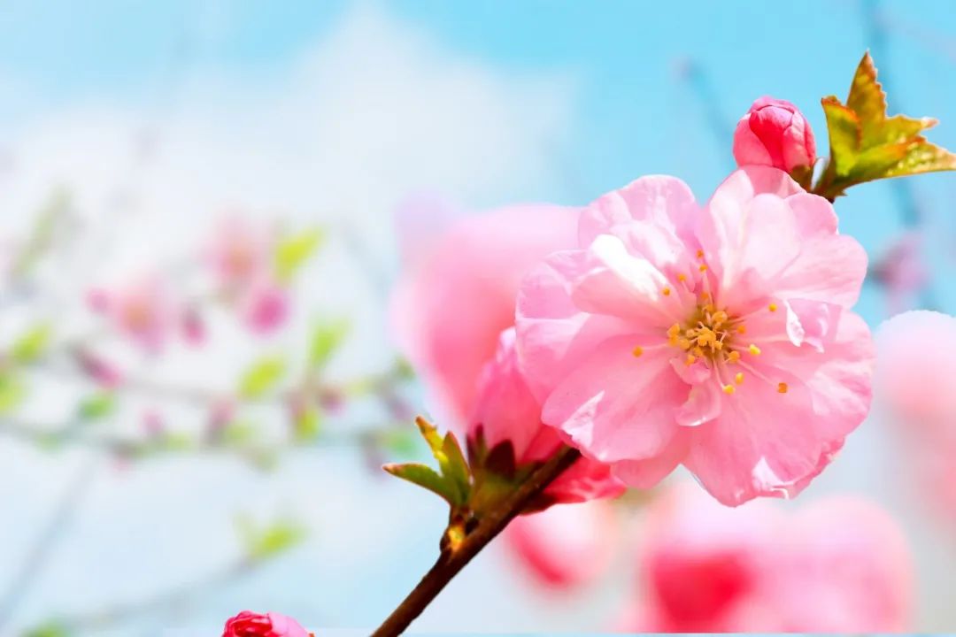 10首最美的春日诗词鉴赏,描写春日的诗句古诗大全