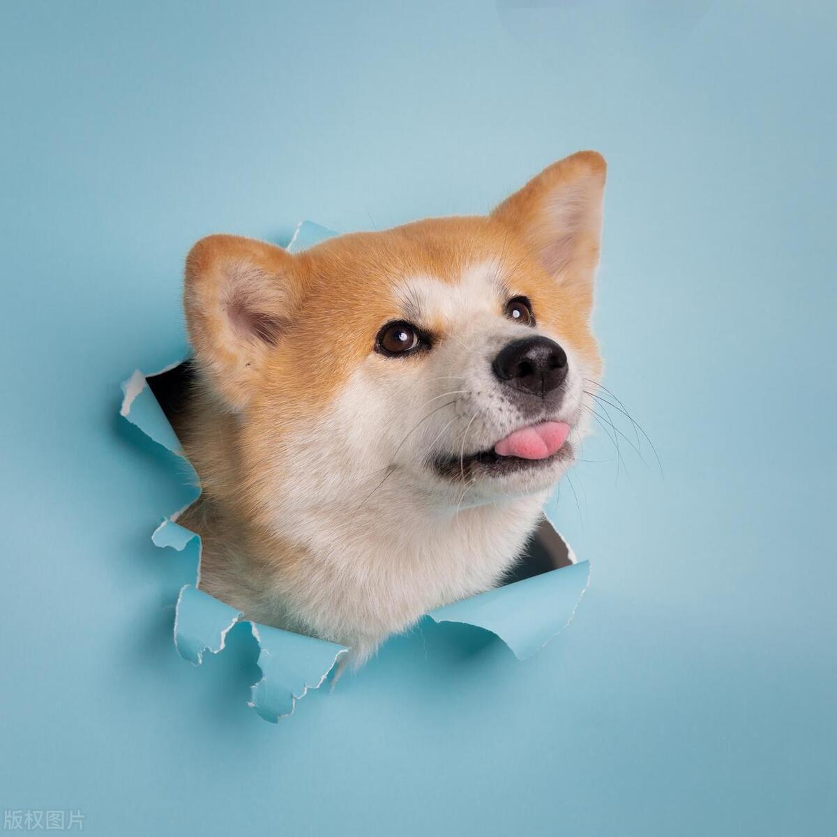 狗子脾气暴躁怎么办啊,家里的狗子疯了怎么办