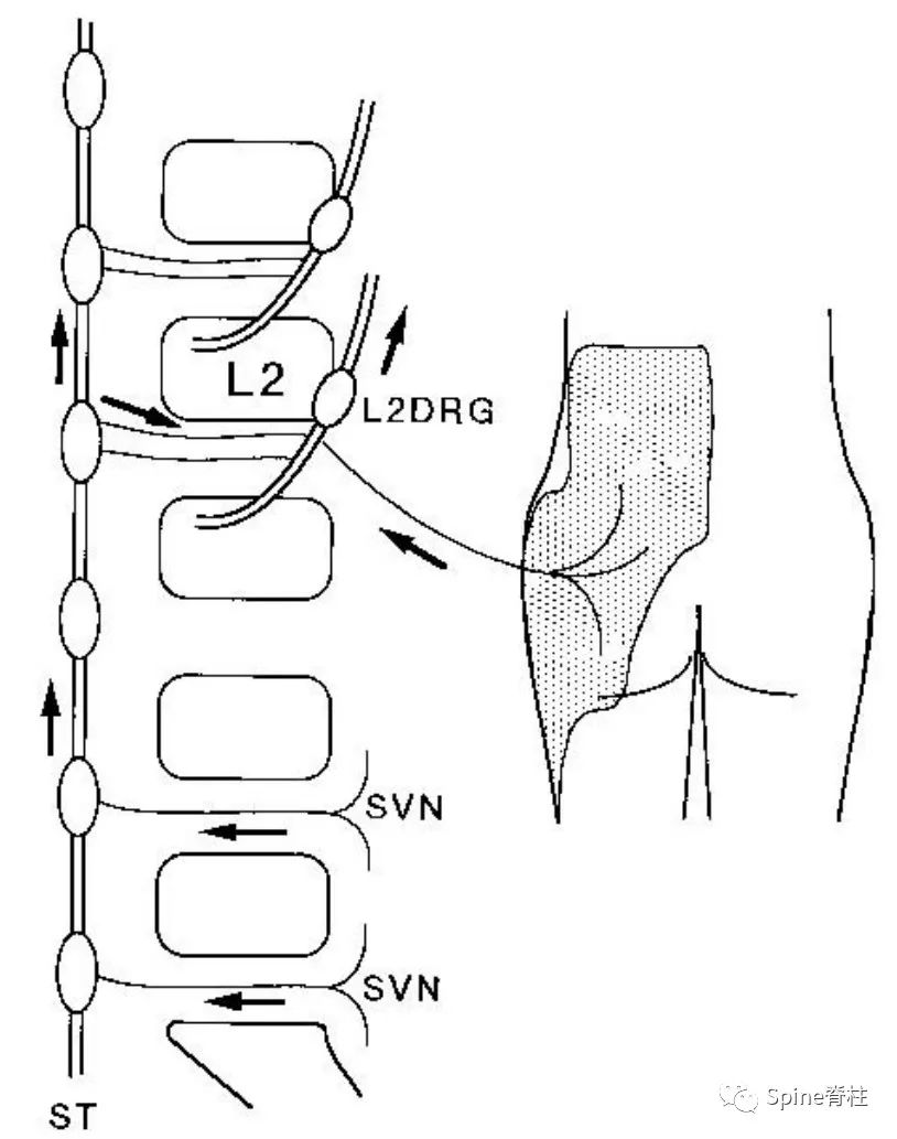脊柱的神经支配,脊柱神经引起手臂疼痛