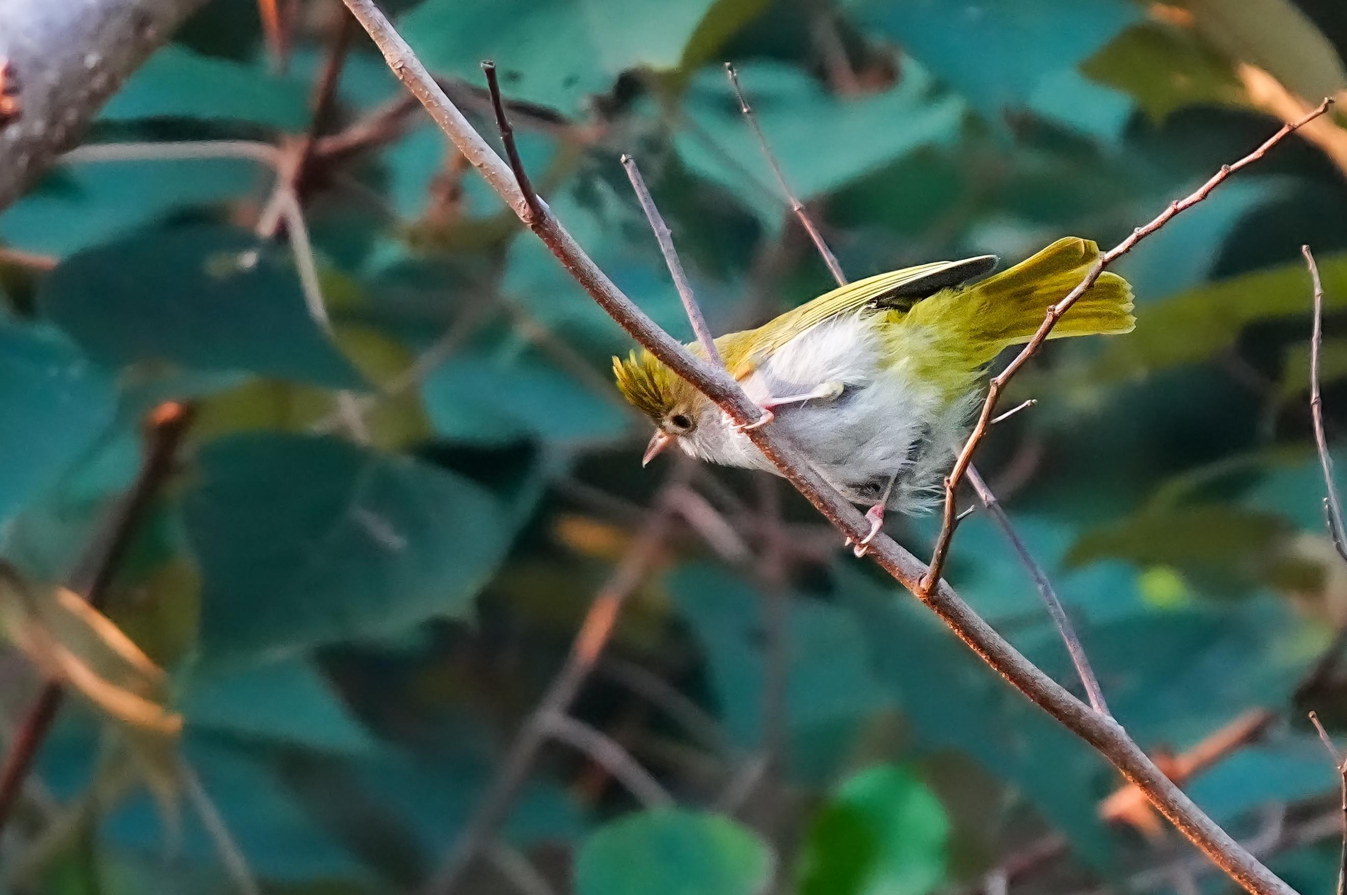 海南观鸟随记5霸王岭儋州湾勺嘴鹬领角鸮仓鸮