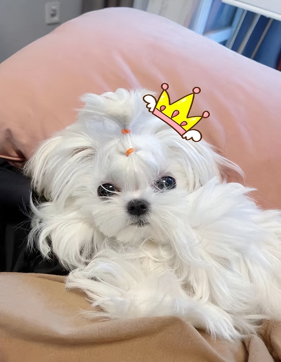 宠物怎么除臭最有效,宠物异味怎么调理