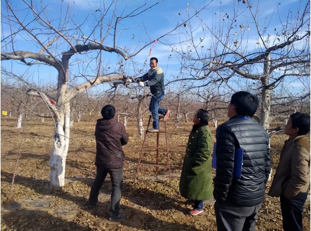 短枝苹果树冬剪视频,秦冠苹果树冬剪视频