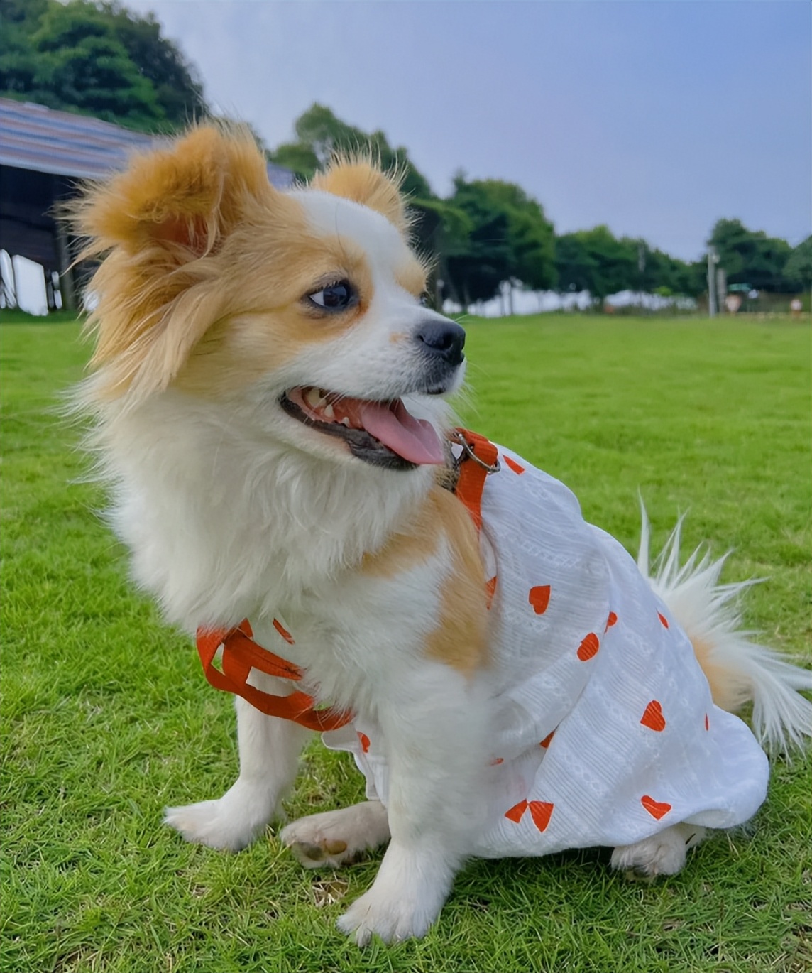 小型犬的品种大全100种,家庭养小型犬养什么品种好