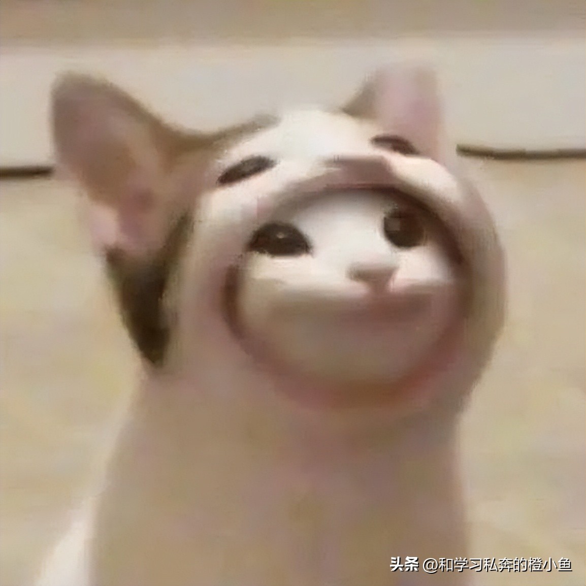 popcat回收,电脑怎么做popcat回收站