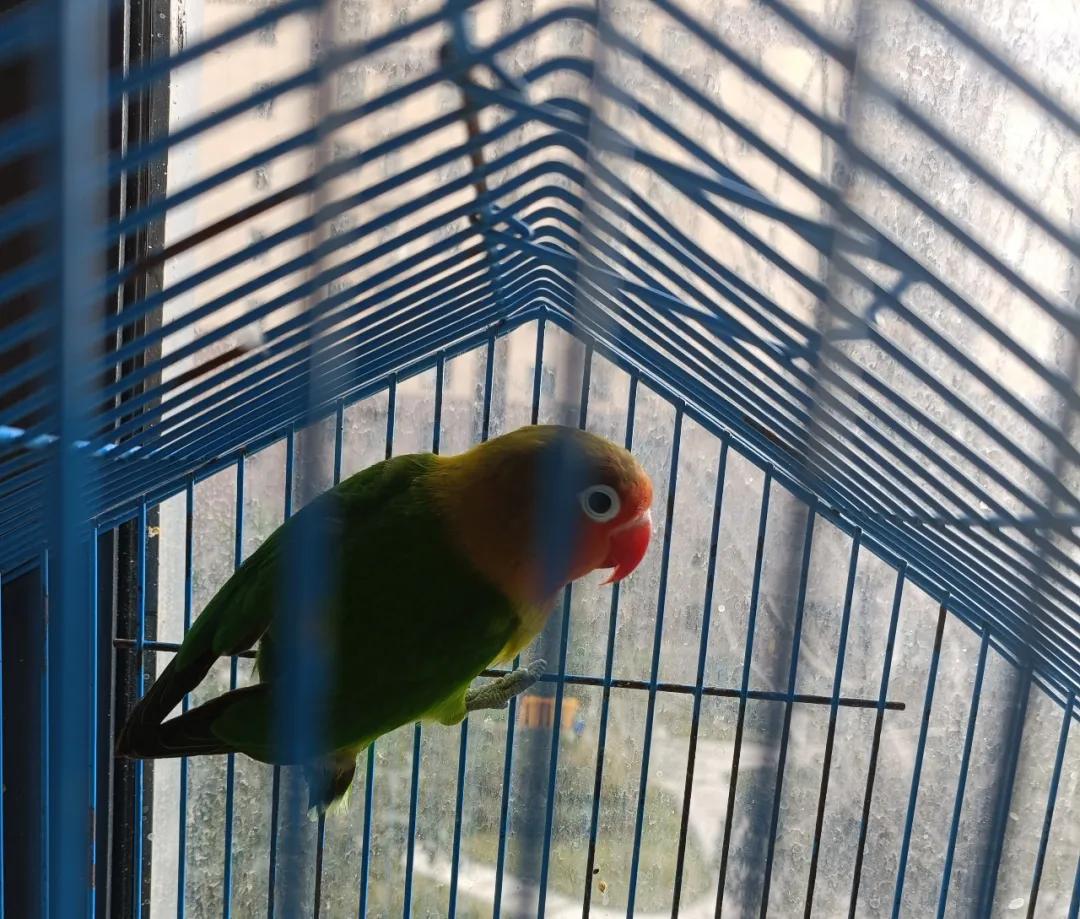 通过孵蛋学到了什么,第一次尝试孵蛋