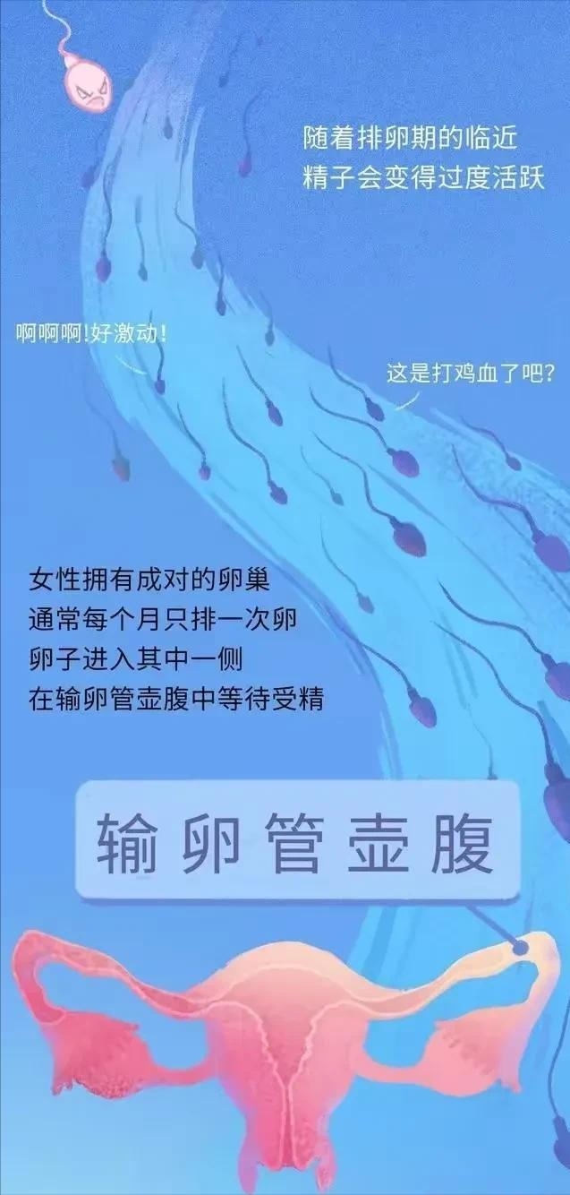 精子进入女性体内，会发生什么？有些刺激（漫画）